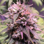 San Francisco Sour Dough